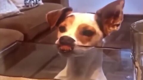 Funny cat and dogs 😸🐶🐱🐶#funny #cat #dog
