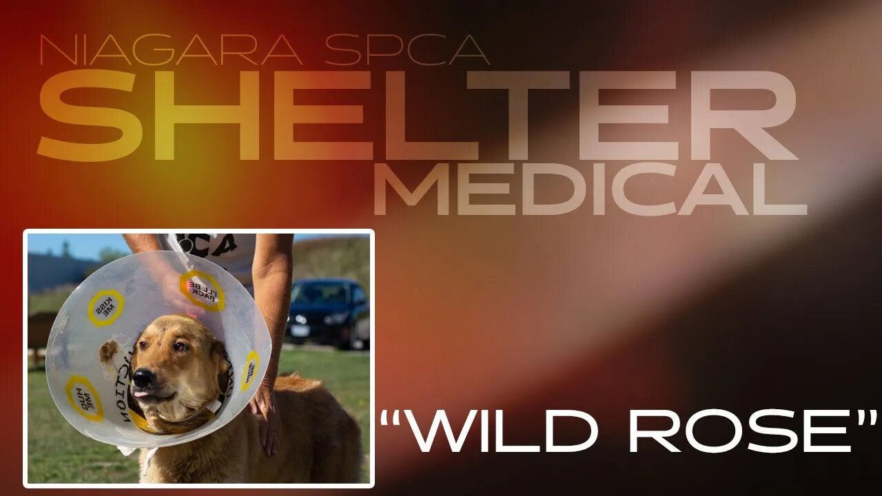 Under leg lacerations - "Wild Rose" | Shelter Medical