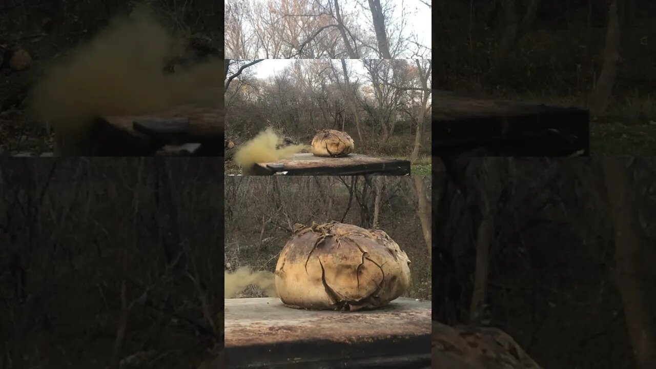 Puffball MUSHROOM Makes A FUN Range TARGET!!!