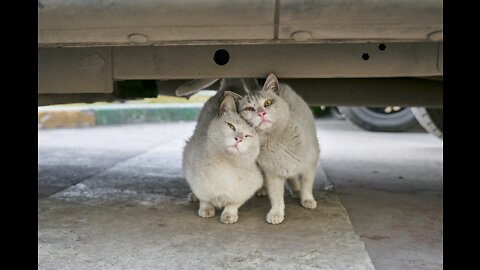 Funny Cat & Dog