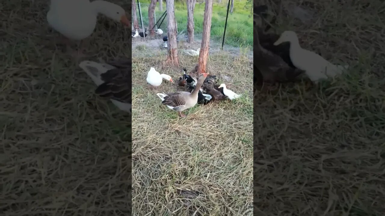 Ducklings having some water