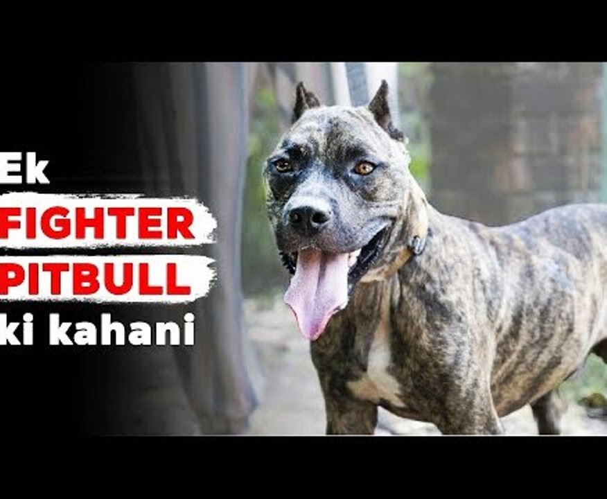 PITBULL FIGHT