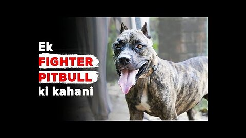 PITBULL FIGHT