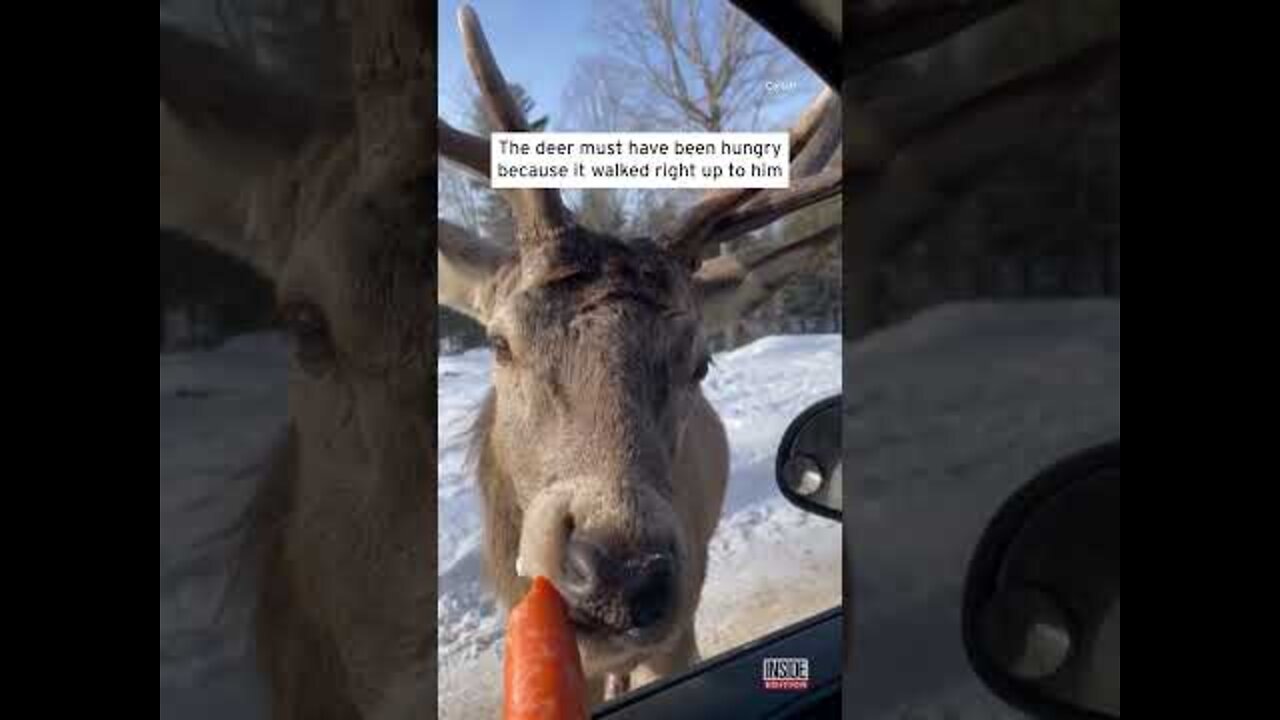 Man Feeds Carrot to Wild Deer Right From His Hand