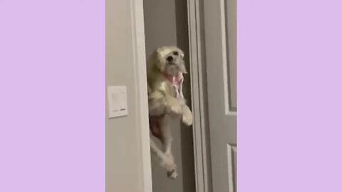 Funny animal videos