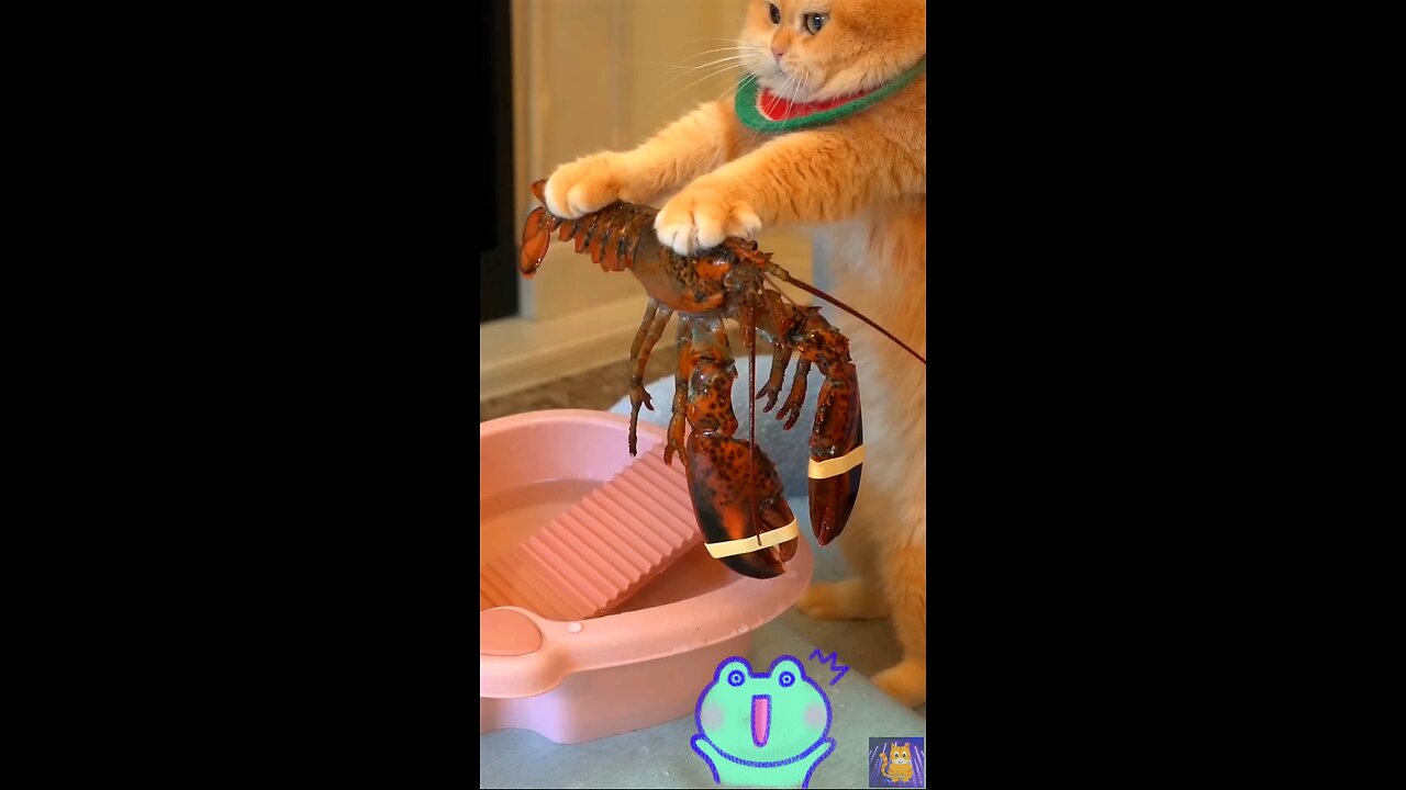 What did the cat do with the crab!!😯😯