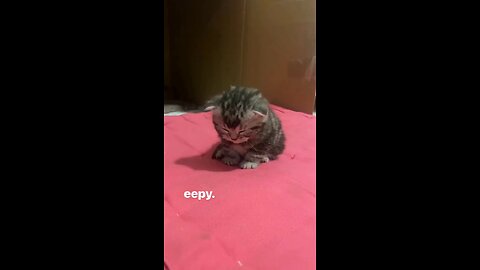 So eepy and so cute