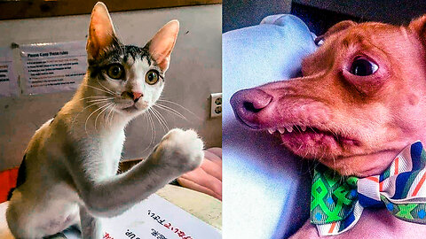 Funniest Cats and Dogs #11