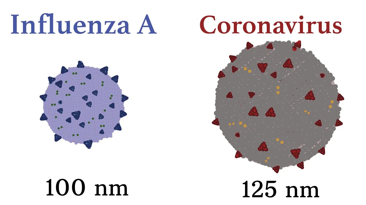 Difference Between The Flu and Coronavirus?