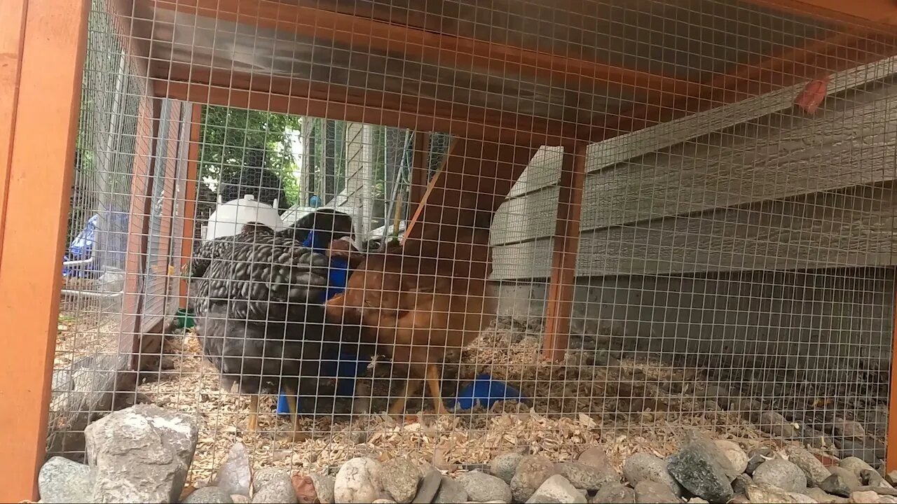 My Backyard Chickens - Episode 40