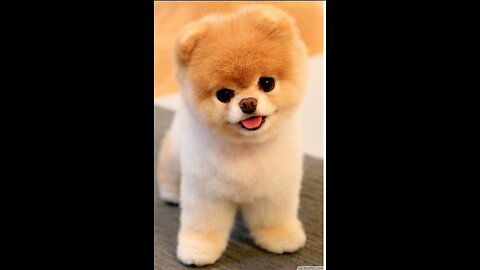 Cute Puppy