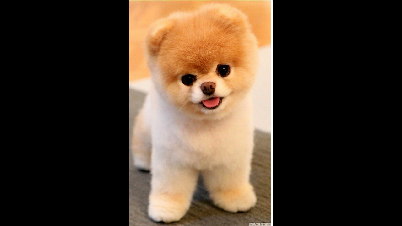 Cute Puppy