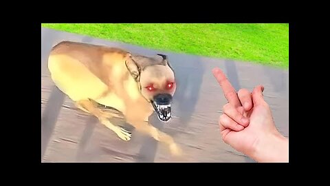 Funniest Animals Video - Funny Dogs And Cats - Try Not To Laugh Animals 2022