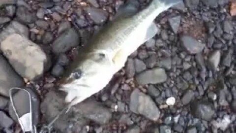 Bass king strikes again!