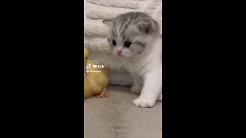 Cat and duck fighting