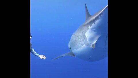Big Shark