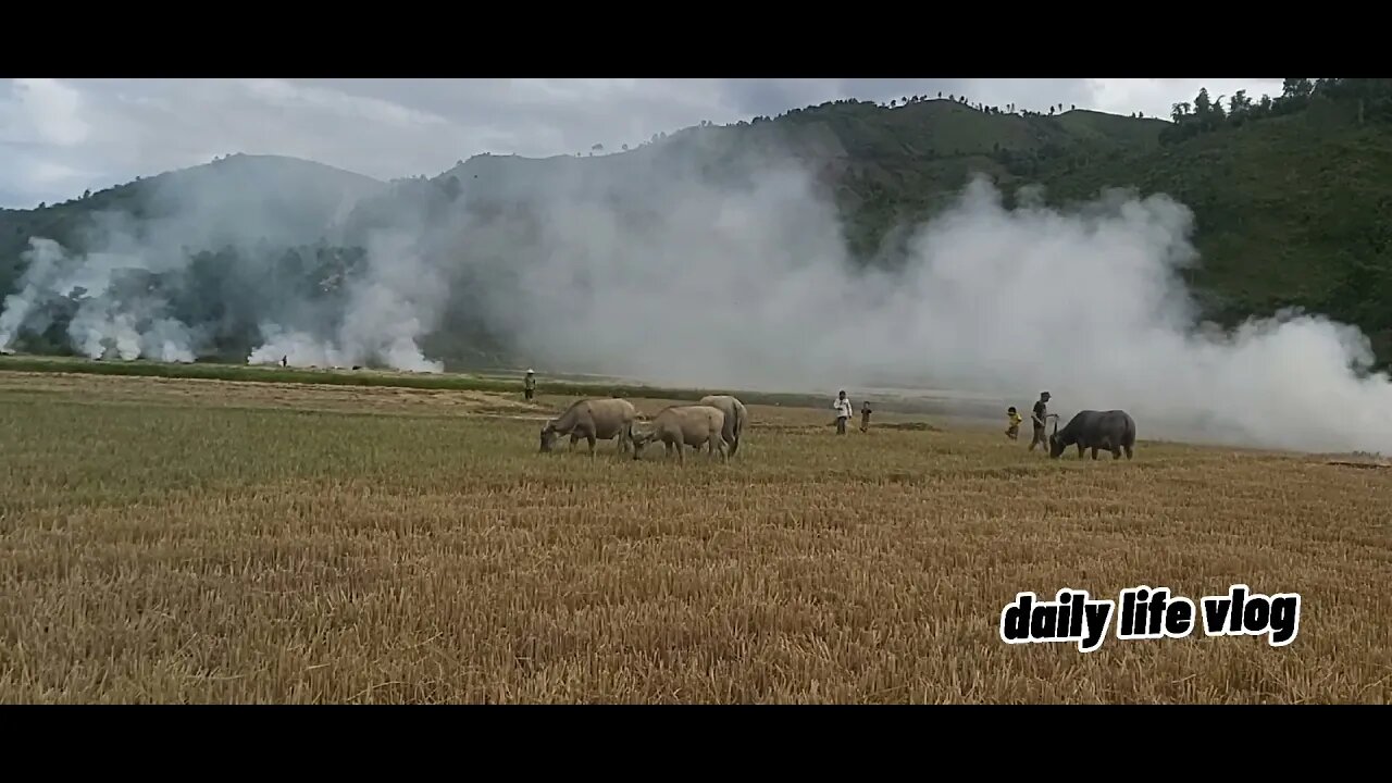 Harvesting rice, people burn sex to make fertilizer