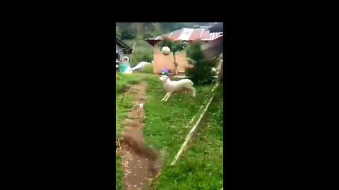 A boy plays ball with a sheep