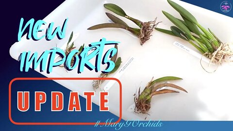 Florália Rupicolous Laelia 2021 Order Update | Good news🤩, meh news👀, bad news 😥