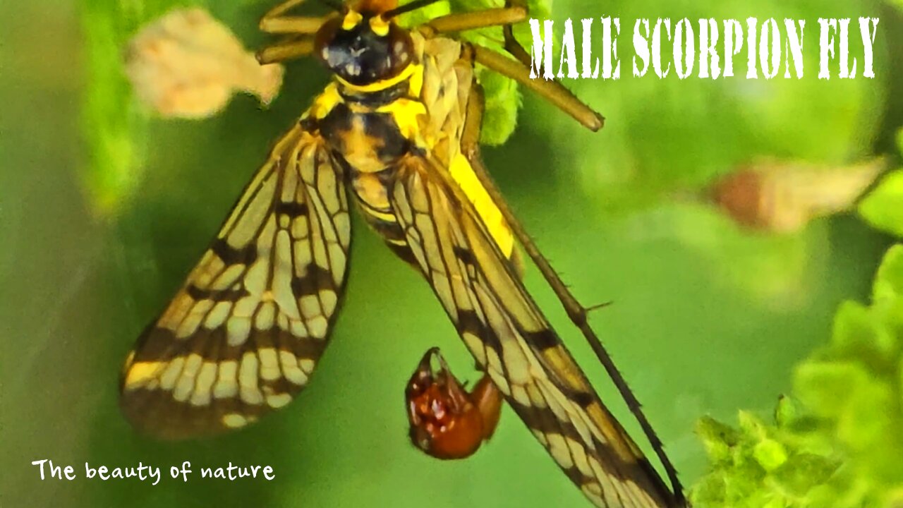 Male scorpion fly on a plant / a beautiful insect in nature.