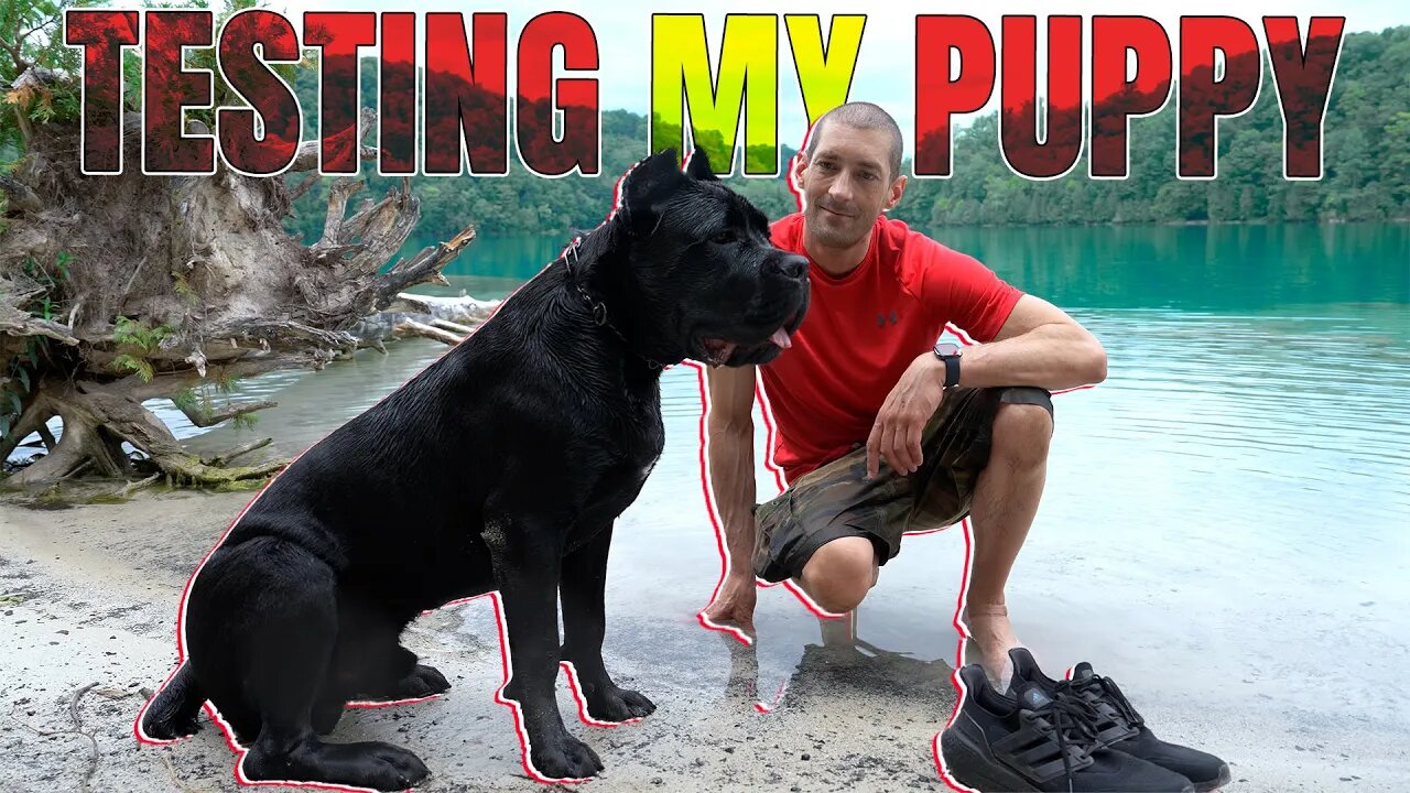 Testing Puppy Cane Corso With Distraction Raw Video