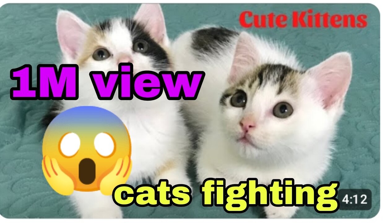 Cute Cats Fighting|cats Fighting