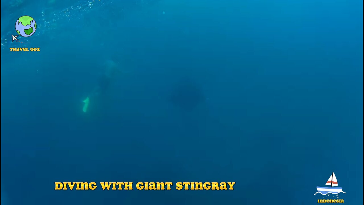 Ray diving in Bali