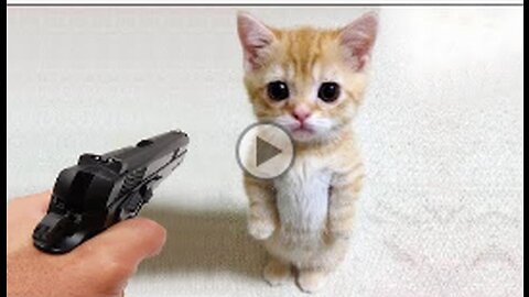 Funniest Animals 😂 Funny Cats and Dogs 2023 😺🐶