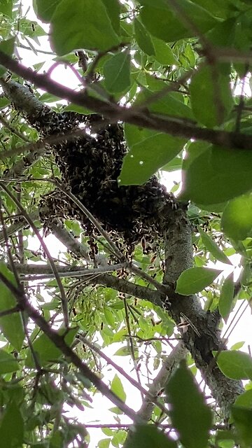 Pillar Rescue is absconding.