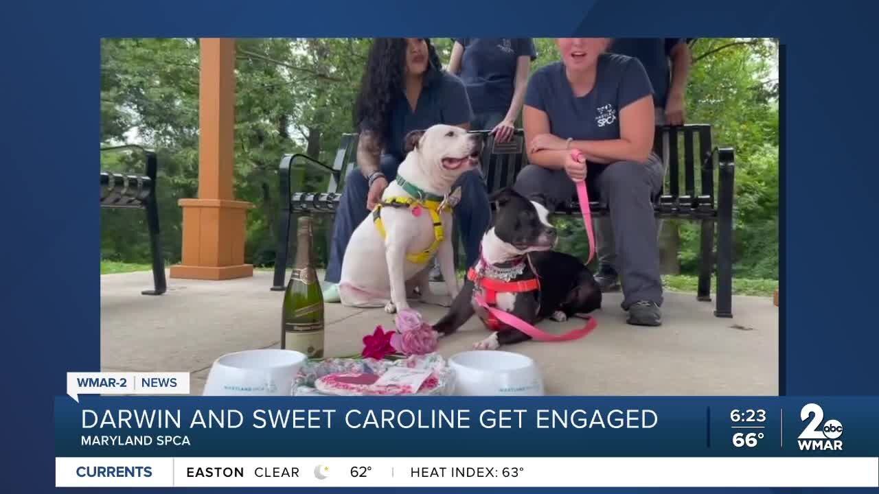 Darwin and Sweet Caroline the dogs are "engaged" at the Maryland SPCA!