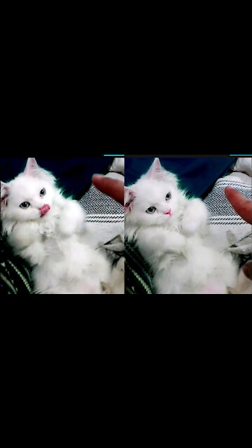 Kitten Got Frausted When Owner Keep Teasing It