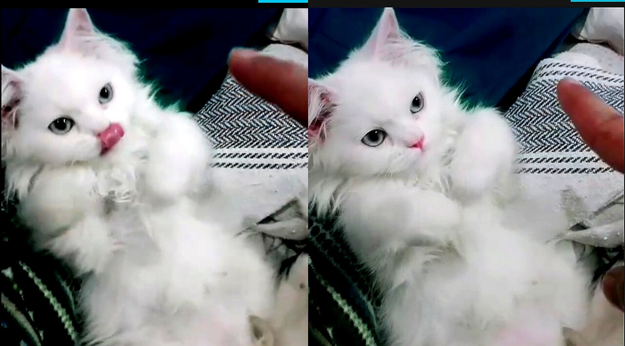 Kitten Got Frausted When Owner Keep Teasing It