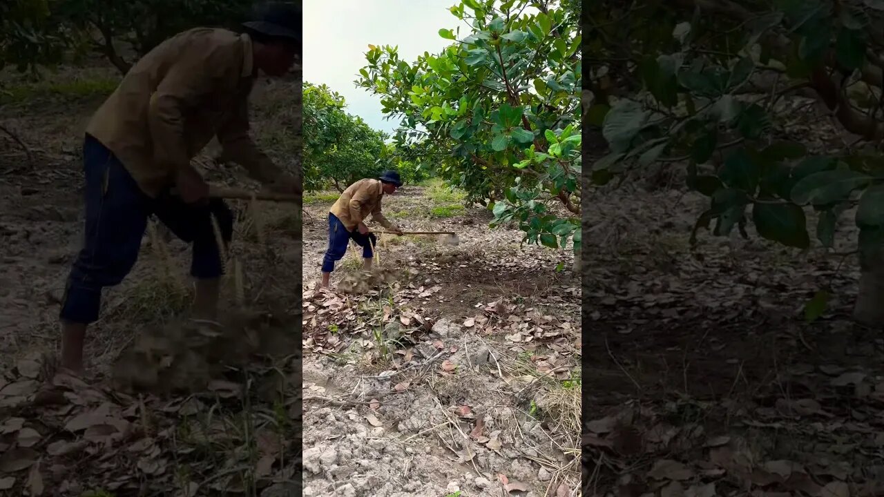 Cashew farm