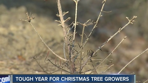 Tree farmers hoping for snow