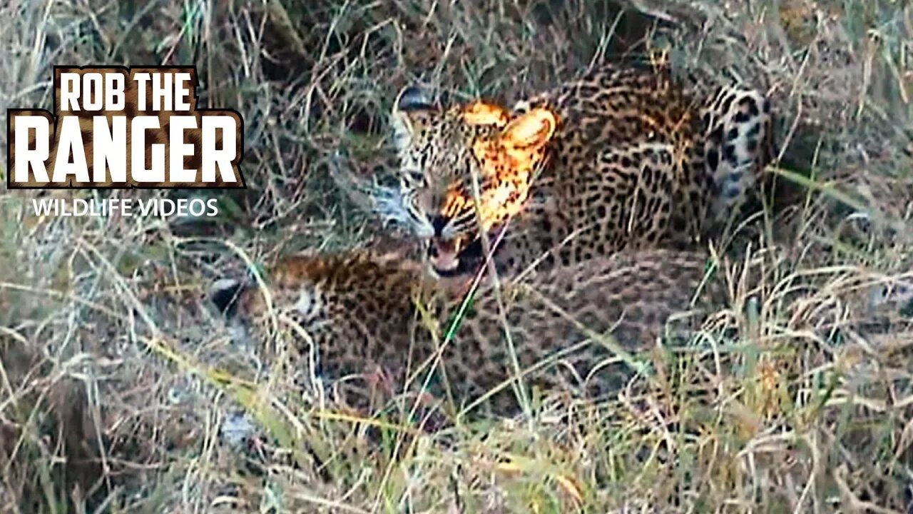 Leopard And Cubs Interact Before Eating | Archive Wildlife Footage