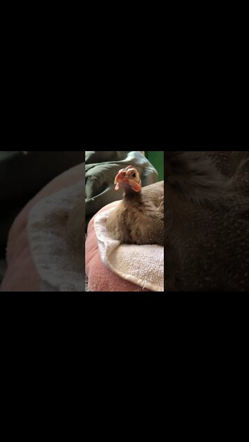 Disabled guinea fowl loves sitting in neck cushion
