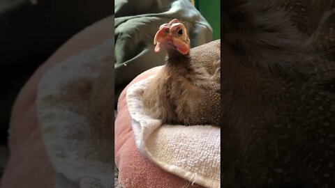 Disabled guinea fowl loves sitting in neck cushion