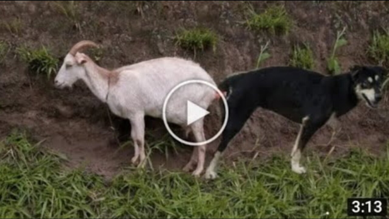 Amaizing goat and Dog meeting & treatment in village