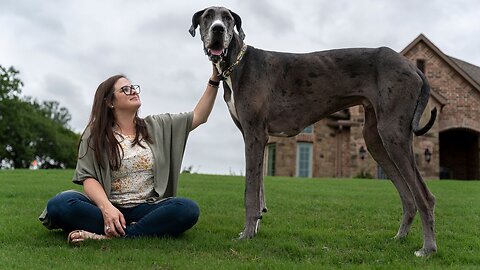 The World’s Tallest Dog Has Died After a Battle With Cancer.