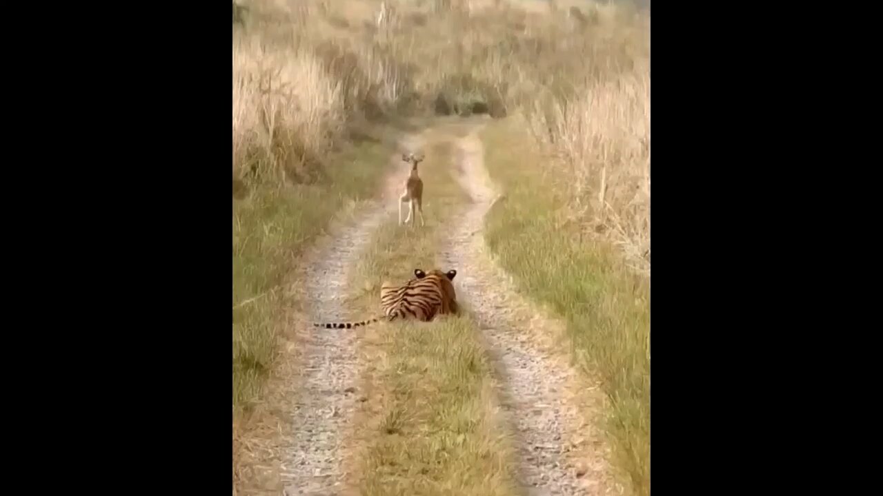 Lion prank with deer