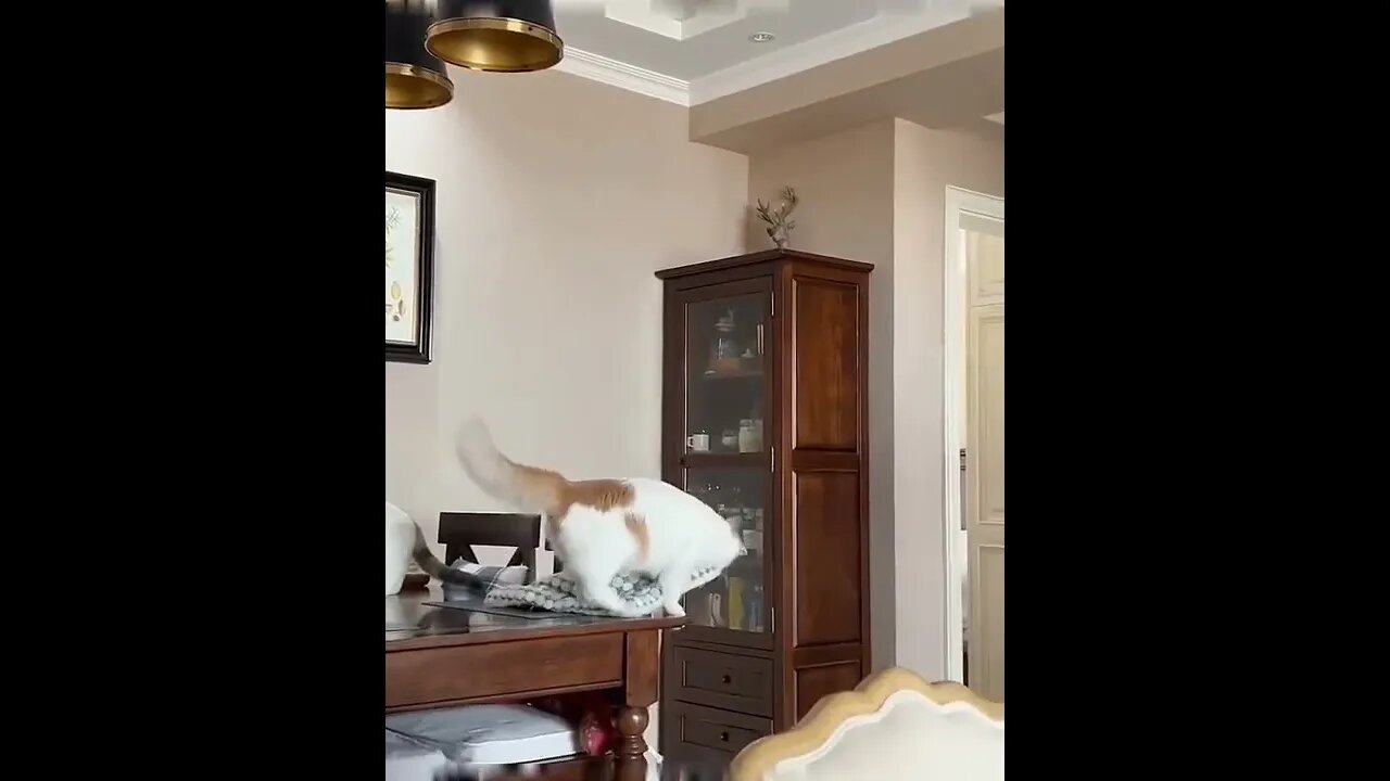 Flying 🐈🐱