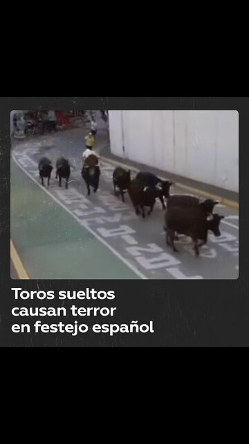 Pánico en festejo en España: toros sueltos aterrorizan a multitud de personas