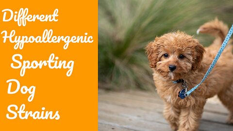 Different Hypoallergenic Sporting Dog Strains