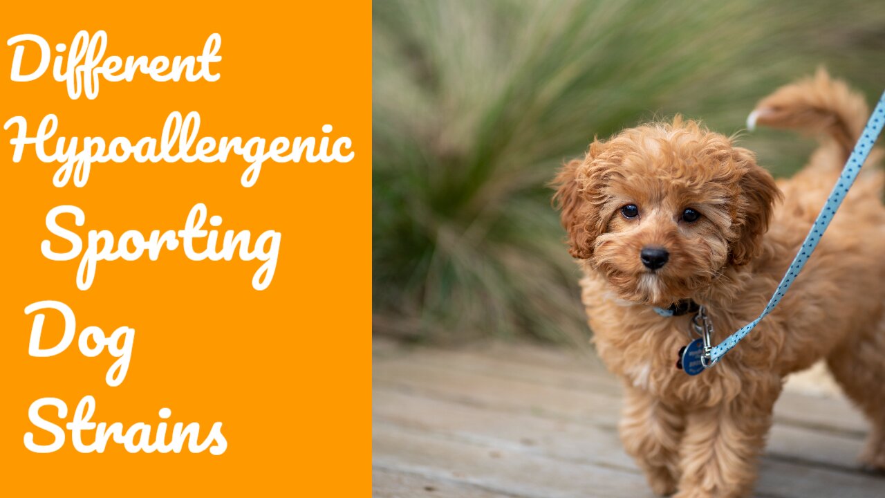 Different Hypoallergenic Sporting Dog Strains