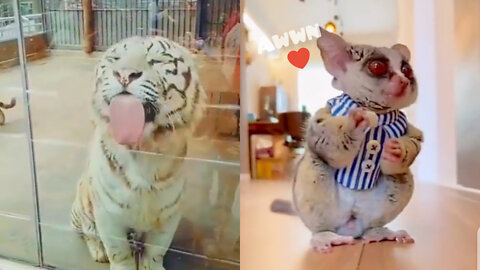 Animals being the funny and adorable little creatures they are for 9 minutes straight!