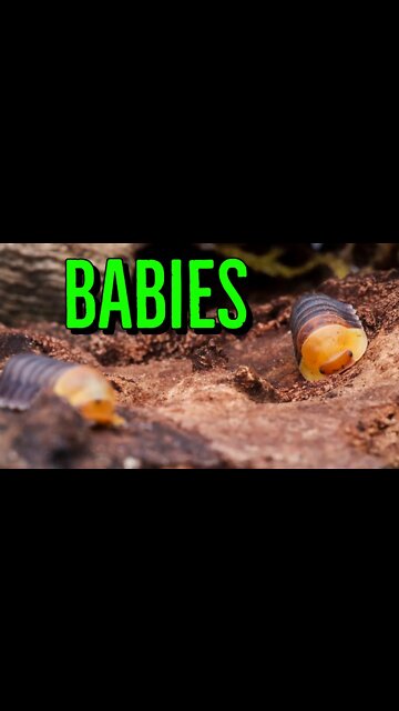 My Rubber Ducky Isopods Had Babies! #shorts