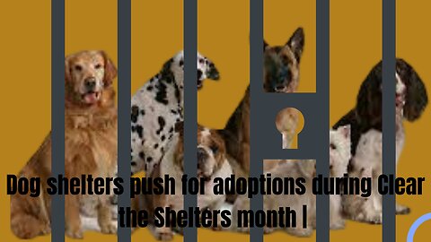 Dog shelters push for adoptions during Clear the Shelters month | USA TODAY