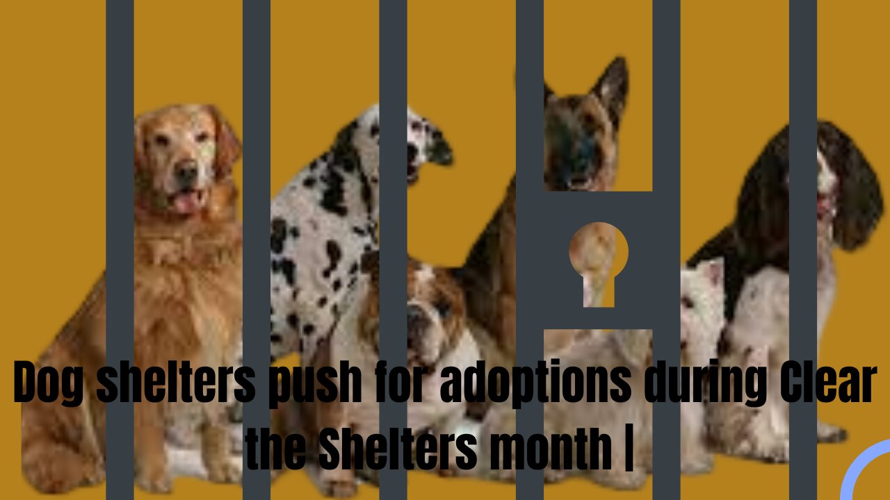 Dog shelters push for adoptions during Clear the Shelters month | USA TODAY