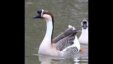 My Geese