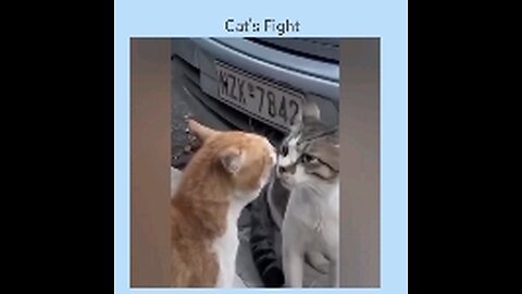 Funny animal videos